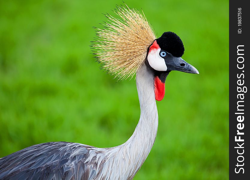 Crowned Crane on green grass