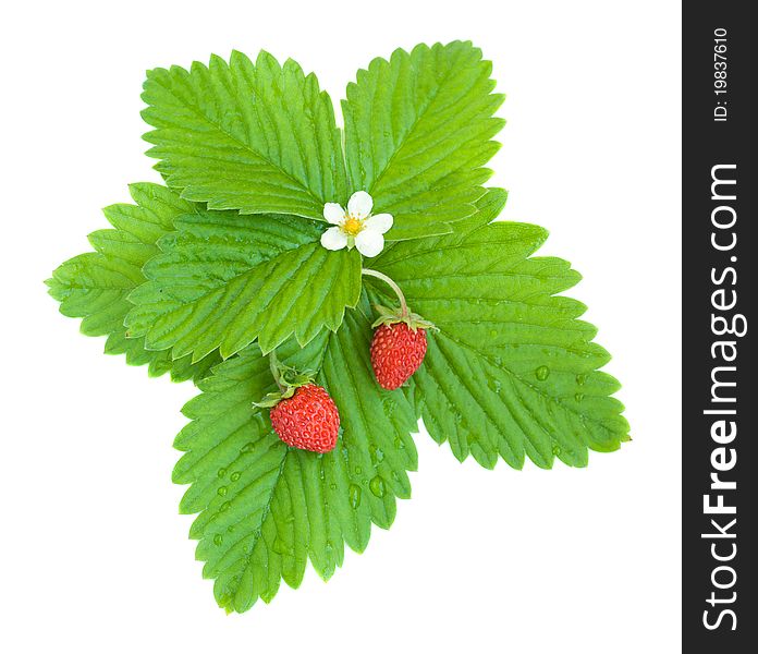 Wild strawberries on a white background