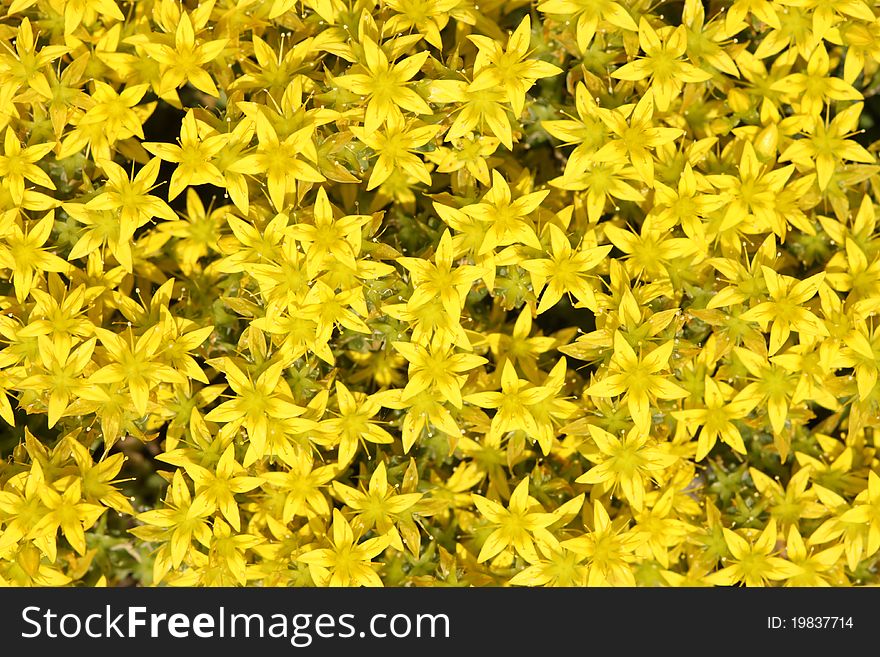 Background with lots of yellow blossoms. Background with lots of yellow blossoms