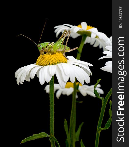 White daisies and green grasshopper on a black background