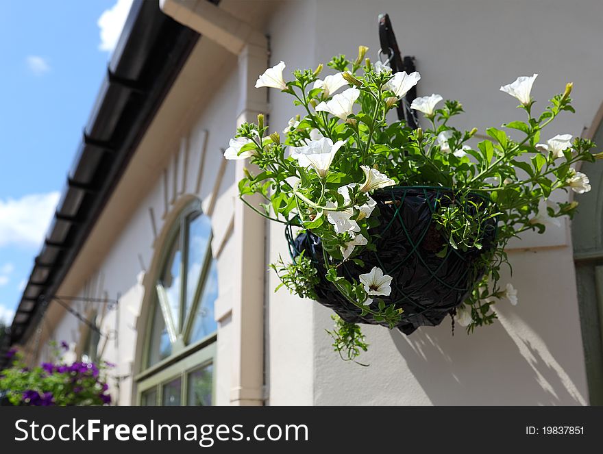 Hanging Basket -beautiful white petunia