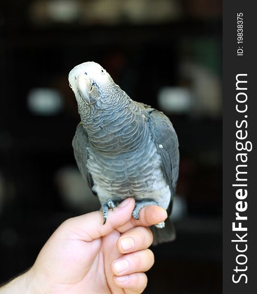 A view of gray parrot on the hand.