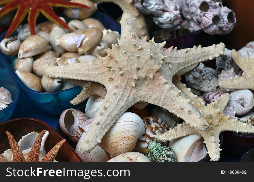 The starfish is a popular object in aquarium.