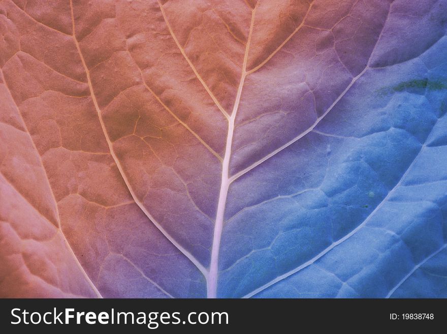 Zoomed and colorful image of leaf
