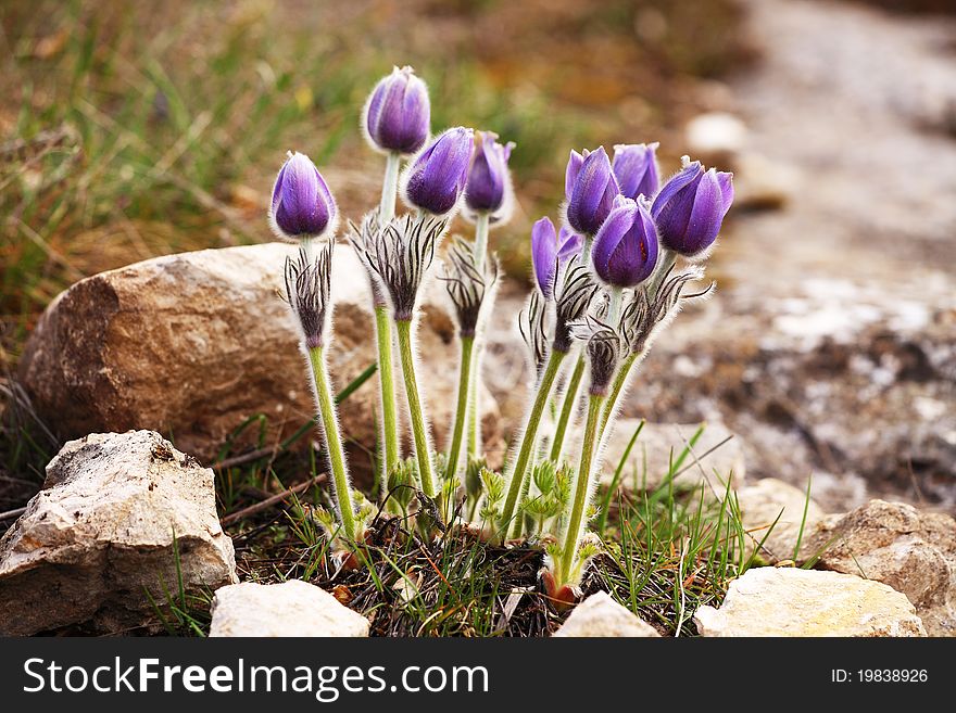 Purple Pulsatilla grandis on a rocky mountains of Crimea
