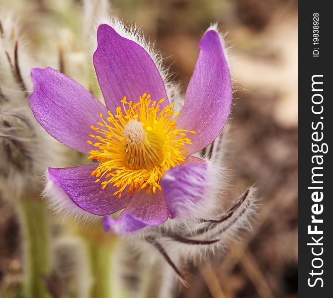 Purple Pulsatilla grandis on a rocky mountains of Crimea