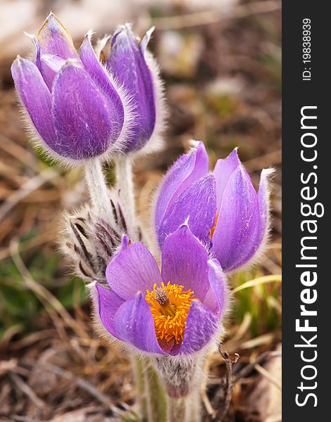 Purple Pulsatilla grandis on a rocky mountains of Crimea