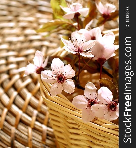Cherry blossom branch on wooden background