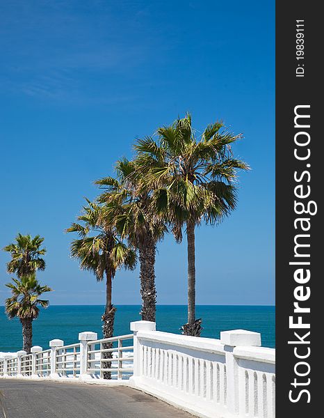 Four palm trees stand beside a walkway with bright white railings leading to a beach with brilliant blue water and a clear blue sky overhead. Four palm trees stand beside a walkway with bright white railings leading to a beach with brilliant blue water and a clear blue sky overhead