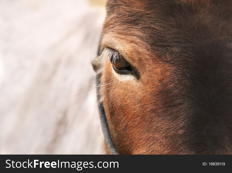 A front view of a brown horse's face with one eye showing, and beautiful long eyelashes. Copy space to the side. A front view of a brown horse's face with one eye showing, and beautiful long eyelashes. Copy space to the side.