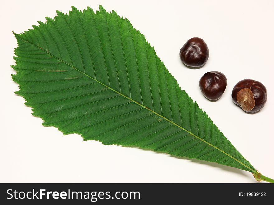Brown horse-chestnuts and green leaf of horse-chestnuts tree. Brown horse-chestnuts and green leaf of horse-chestnuts tree