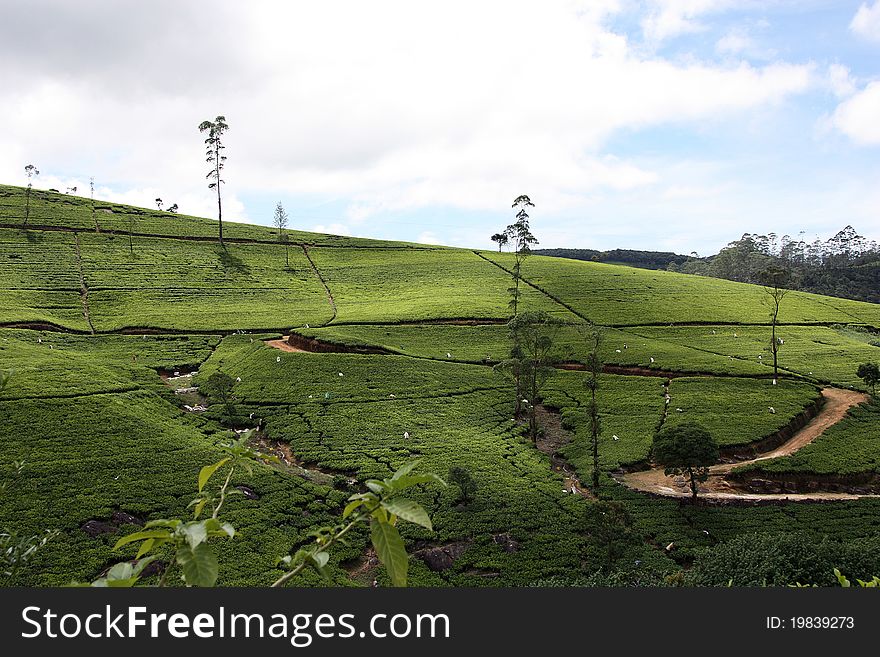 Green tea field in sri lanka