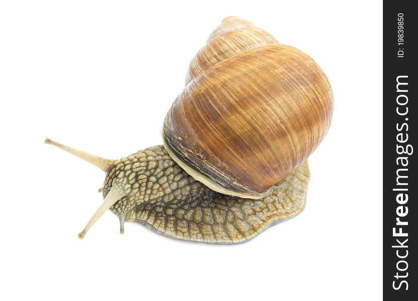 Garden snail on a white background