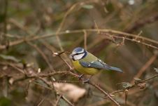 Blue Tit Stock Photos
