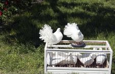 Two White Doves From A Cage Royalty Free Stock Photo Two White Doves From A Cage Royalty Free Stock Photo