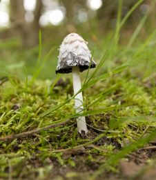 Shaggy Ink Cap Royalty Free Stock Photos Shaggy Ink Cap Royalty Free Stock Photos
