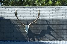 Elk Skull On Cabin Stock Photo