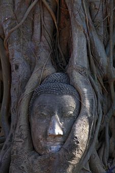Buddha Head In Tree Root Royalty Free Stock Photo Buddha Head In Tree Root Royalty Free Stock Photo