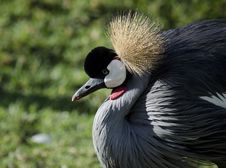 South African Crowned Crane Royalty Free Stock Photos South African Crowned Crane Royalty Free Stock Photos