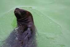 Sea Lion Royalty Free Stock Photography