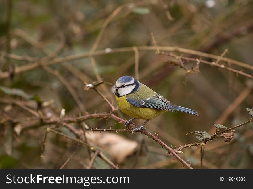 Blue Tit perching on a thorn branch