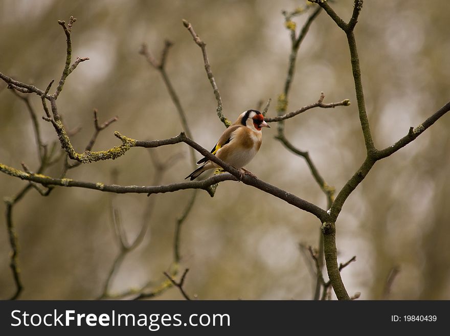 Goldfinch perching in a tree