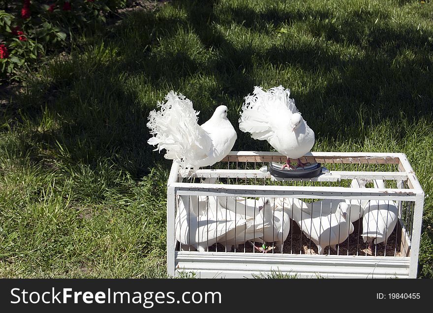 White doves from a cage standing on the grass. White doves from a cage standing on the grass