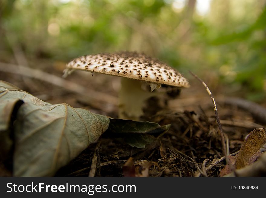 Flat mushroom in the undergrowth