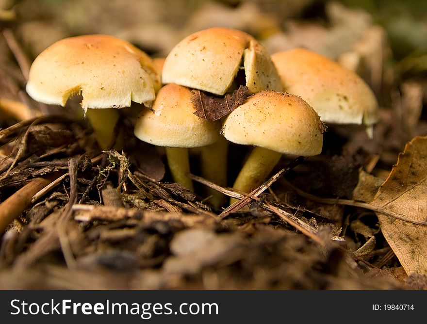 Tuft Mushrooms in the undergrowth