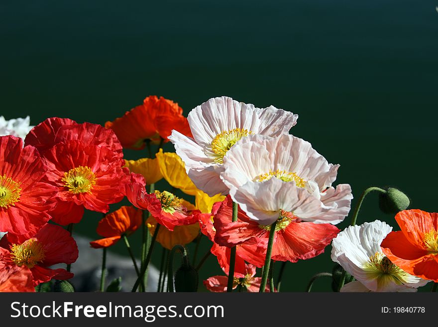 Multicolour Poppy Flowers