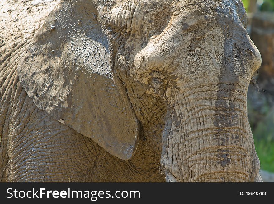 Elephant covered with mud from a mud bath. Elephant covered with mud from a mud bath