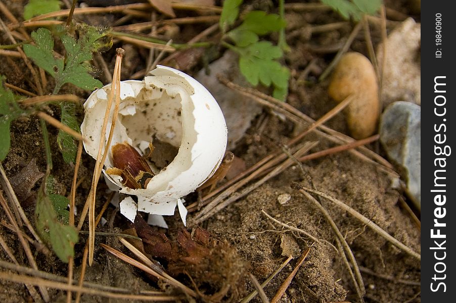 Empty bird shell in undergrowth. Empty bird shell in undergrowth