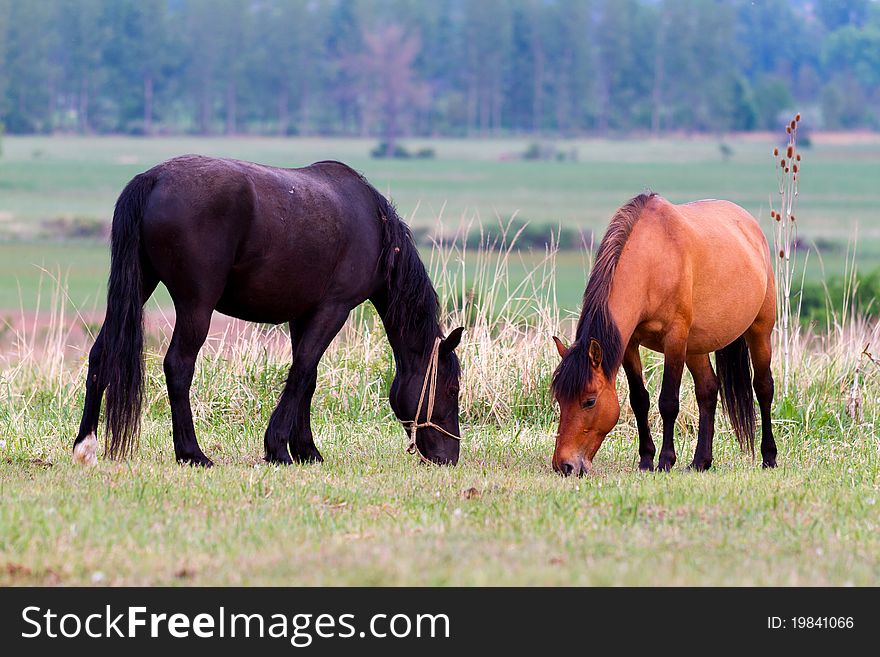 Beautiful young brown horses grazing in the meadow