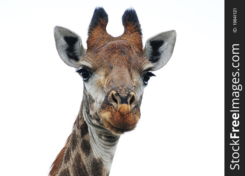 A Giraffe Portrait taken in South Africa. A Giraffe Portrait taken in South Africa