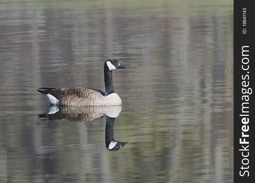 A Canadian goose swimming with a nice mirror image. A Canadian goose swimming with a nice mirror image