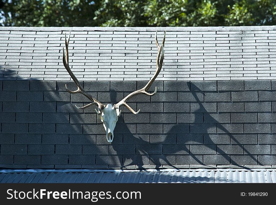 An elk skull casts an intriguing shadow on a cabin wall. An elk skull casts an intriguing shadow on a cabin wall