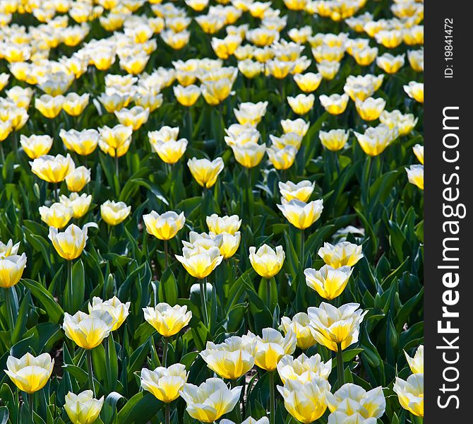 Cultivation of Darwin Hybrid Tulip Jaap Groot: yellow and white bicolor, perennial group. Cultivation of Darwin Hybrid Tulip Jaap Groot: yellow and white bicolor, perennial group