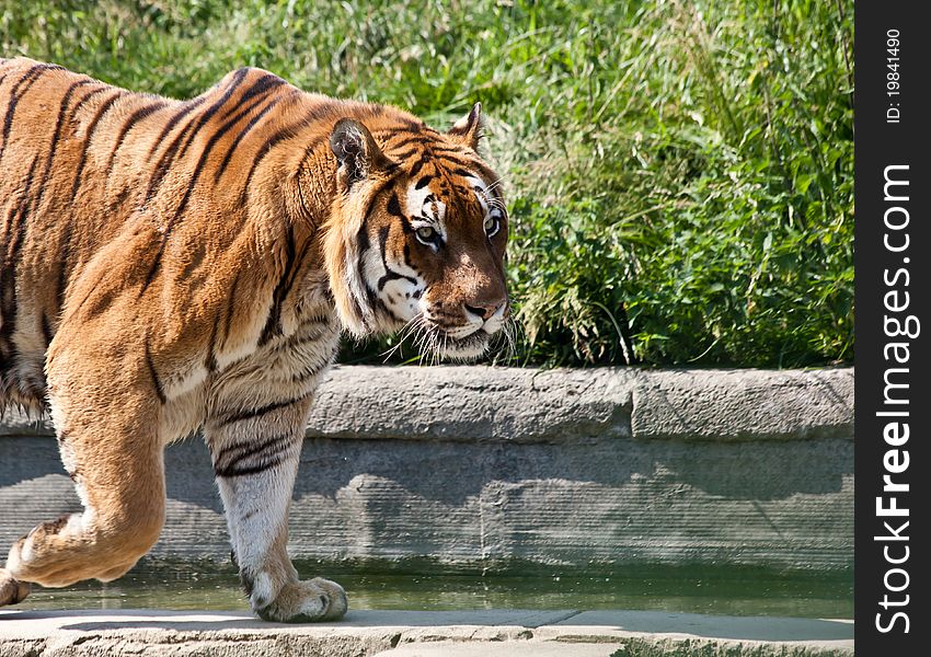 Walking Tiger (Panthera Tigris)