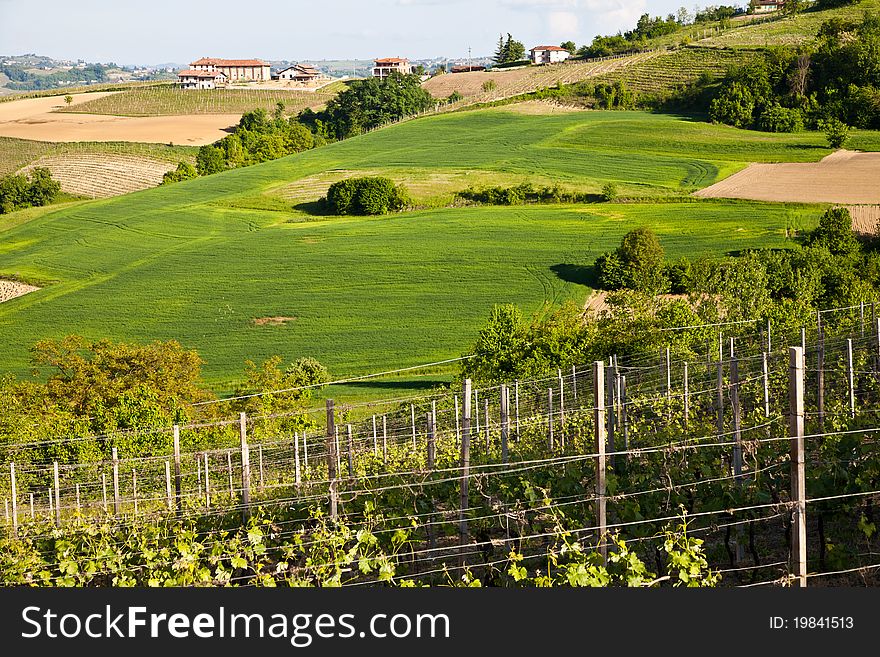 Italian Vineyard: Monferrato