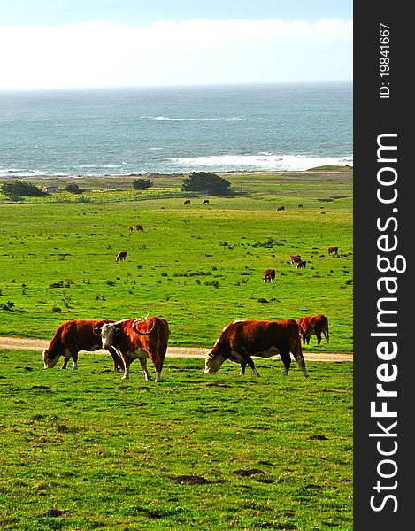 Several red and white cows graze in a lush green ocean-side field. Several red and white cows graze in a lush green ocean-side field.