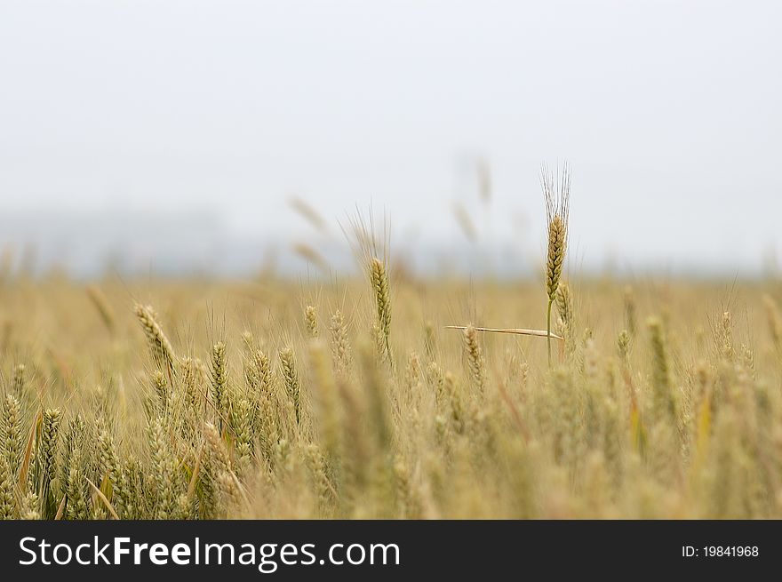 Golden wheat, the harvest season.