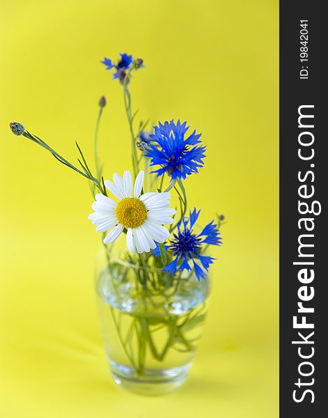 Wild flowers on a yellow background. Wild flowers on a yellow background