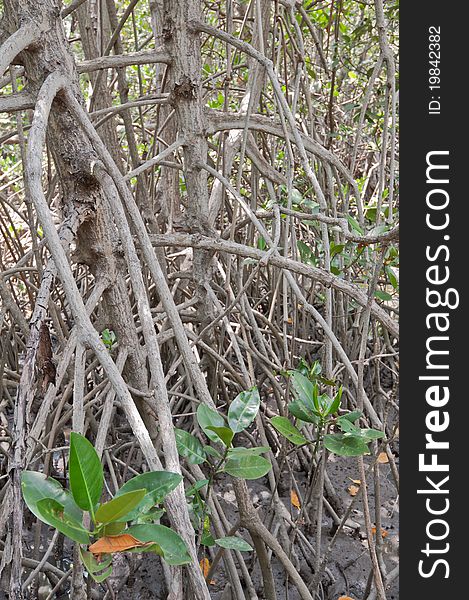 Mangrove forest and roots in a Tropical island, Thailand. Mangrove forest and roots in a Tropical island, Thailand.