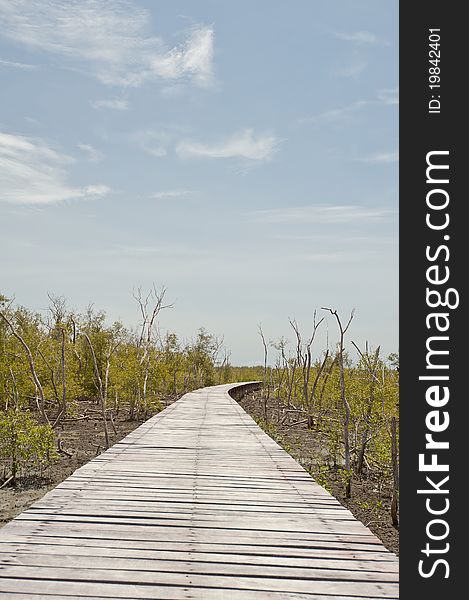 Footpath between mangrove forest at Phetchaburi province Thailand. Footpath between mangrove forest at Phetchaburi province Thailand