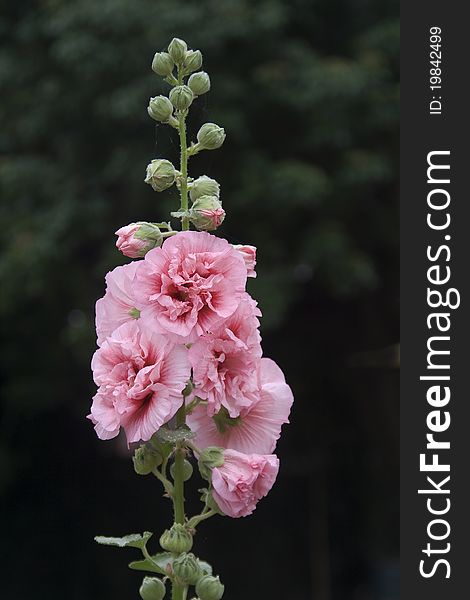 Cluster of pink Hibiscus flowers and buds in a bunch. Cluster of pink Hibiscus flowers and buds in a bunch