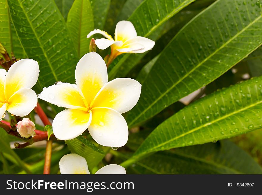 Lan Thom White flowers on trees