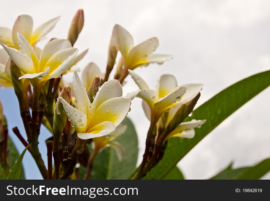 Lan Thom White flowers on trees. Lan Thom White flowers on trees