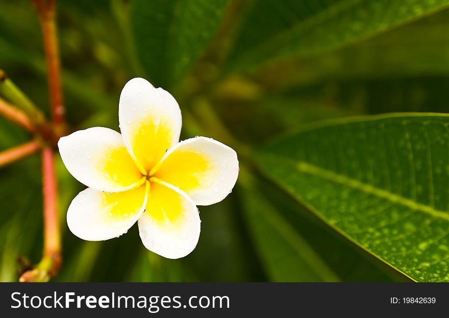 Lan Thom White flowers blooming on trees