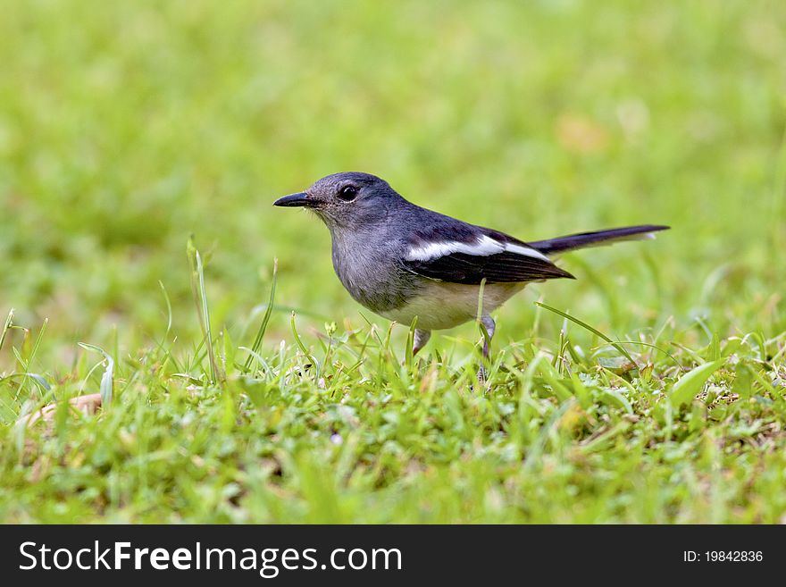 A female Oriental Magpie Robin. A female Oriental Magpie Robin