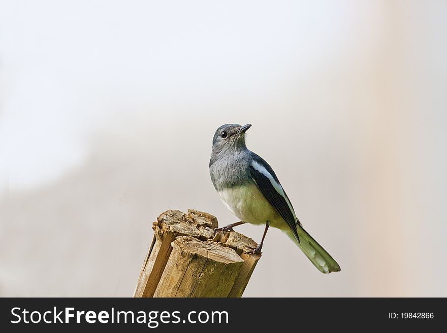 Oriental Magpie Robin a bird